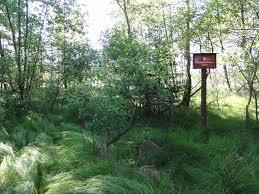 Rezerwat przyrody Rotuz